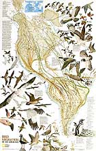 Map-Bird Migration routes for the Western Hemisphere